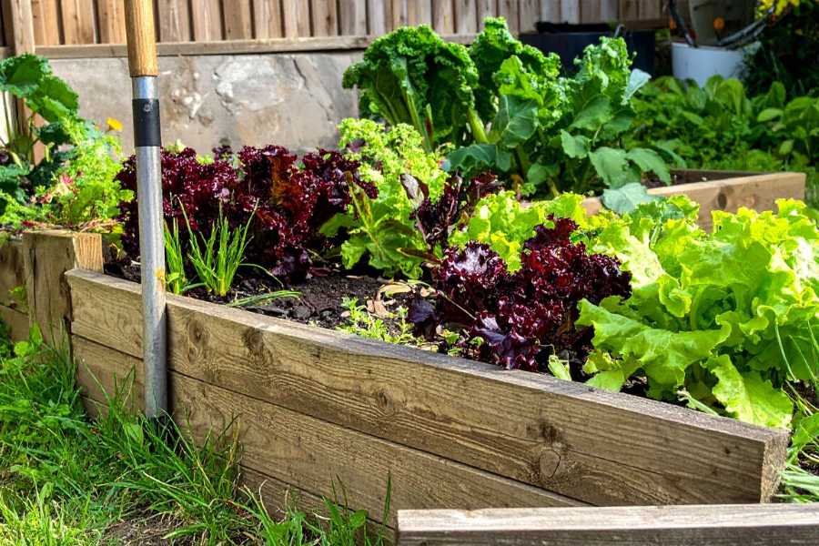 Shared Vegetable Garden in Raised Bed
