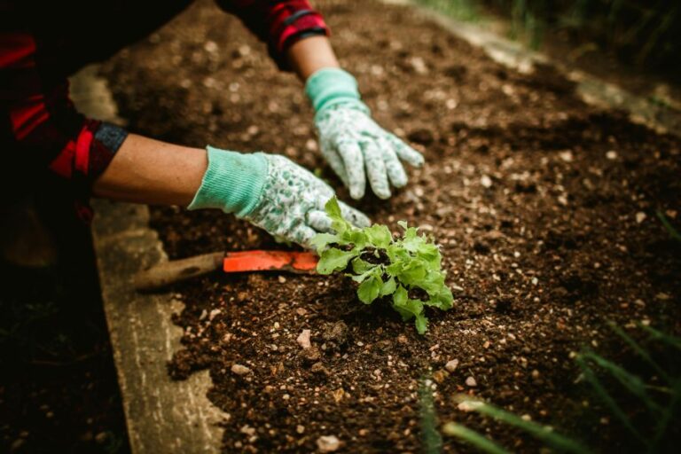 Sustainable Landscaping: Creating Eco-Friendly Outdoor Spaces in Wellington Rentals